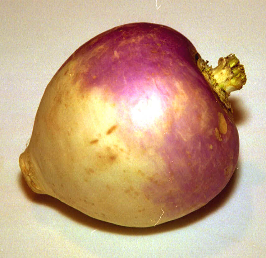 Root Vegetables Chart